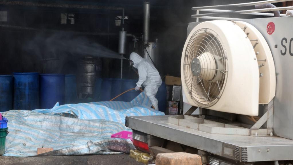 台灣台中市梧棲區一處養豬場的死亡豬隻驗出非洲豬瘟陽性反應，目前已預防性撲殺195頭豬隻，並進行場區清潔及消毒工作。同時禁運禁宰5天、禁用廚餘養豬。(中通社)