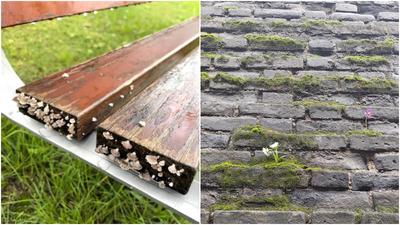 西安各地長出蘑菇和木耳，古蹟生青苔或浸黑。（圖/翻攝《網易》）