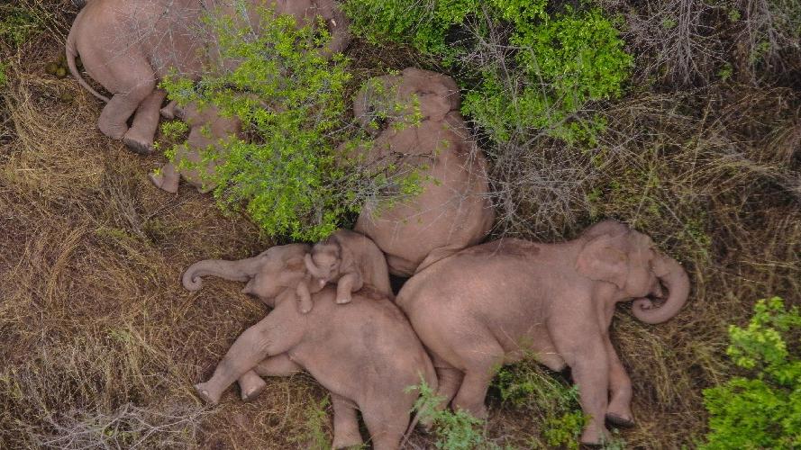 科技守護｜幾近滅絕的亞洲象 如何迎來「嬰兒潮」？