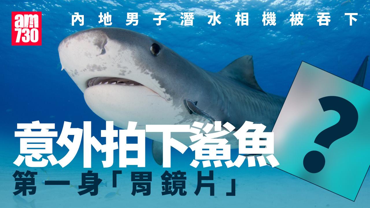 潛水相機被鯊魚吞下再吐出　意外拍下第一身「胃鏡片」