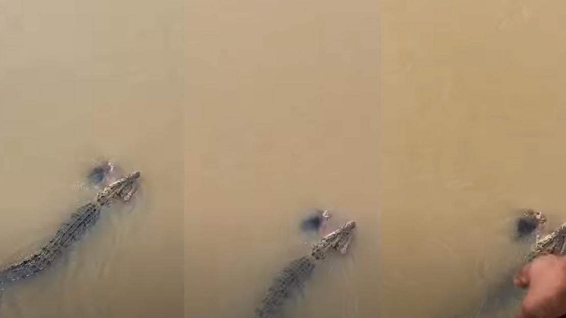 巨鱷拖屍在河中游來游去，有村民從橋上拍攝，示意巨鱷的位置。(互聯網)