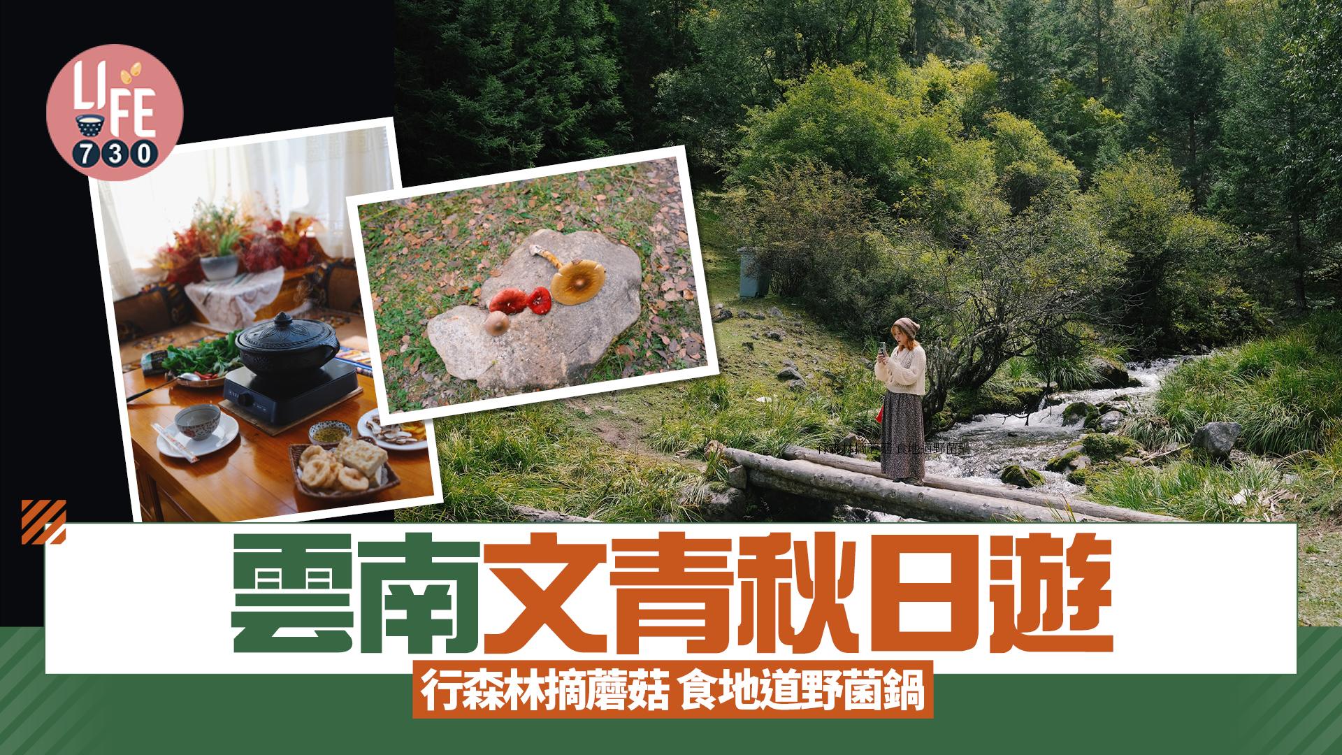 雲南旅遊｜雲南文青秋日遊 行尼丁森林摘蘑菇 藏民家食地道野菌鍋