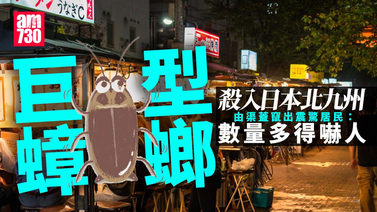 巨型蟑螂殺入九州北部 從渠蓋大量竄出嚇壞居民 福岡市府1招封堵