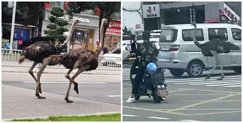 四川成都市溫江區一間名為「鴕鳥養生湯鍋」的餐廳試業期間，兩隻鴕鳥因工人未將鐵籠鎖緊，「越獄」逃出並在馬路狂奔，嚇壞途人和駕駛者。(影片截圖)