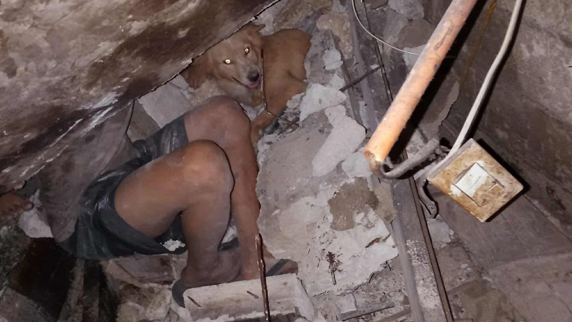 小黃狗當日以身體擋著瓦礫保護主人，結果下半身被石塊壓至重傷。(互聯網)