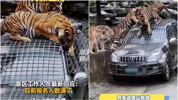 河南一家動物園招募最猛司機，吸引2000多名求職者。（圖／翻攝《光明網》）