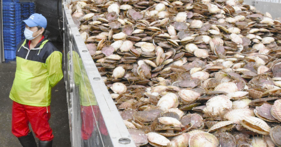 北海道冷凍扇貝  (網上圖片)