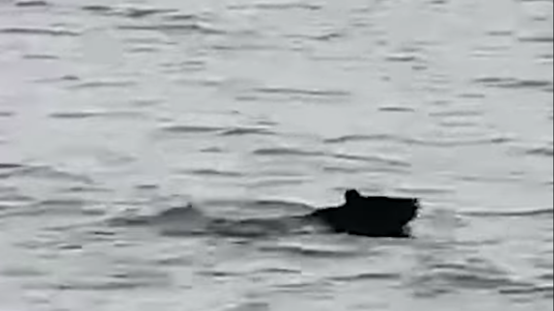 一頭黑熊被漁民發現在海中游泳。(影片截圖)