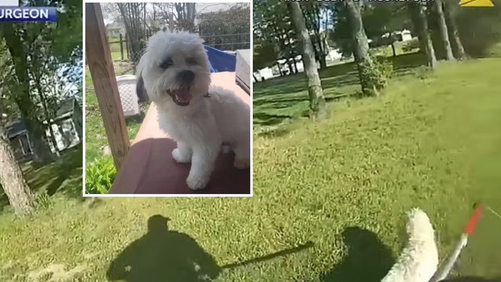 又盲又聾西施狗誤闖鄰居家 竟被警員開槍射死 狗主獲賠390萬 片段揭警還問︰不然我可怎樣？(有片)