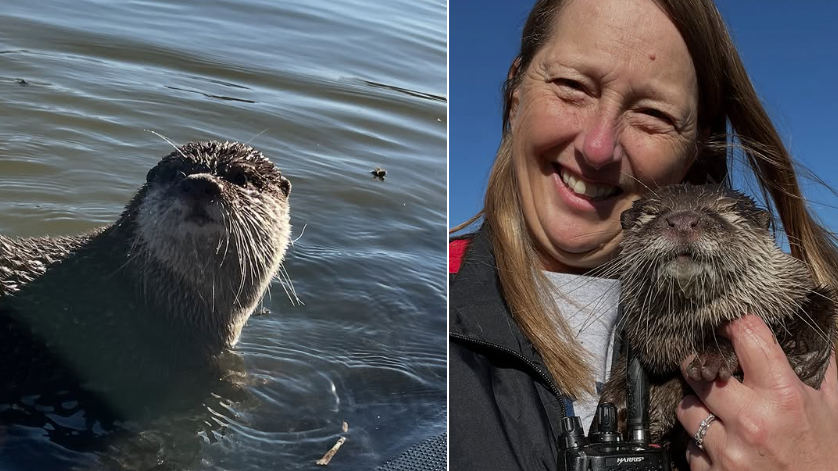 全球首隻「水獺搜救員」立大功 尋獲凶器遺骸 屢破懸案