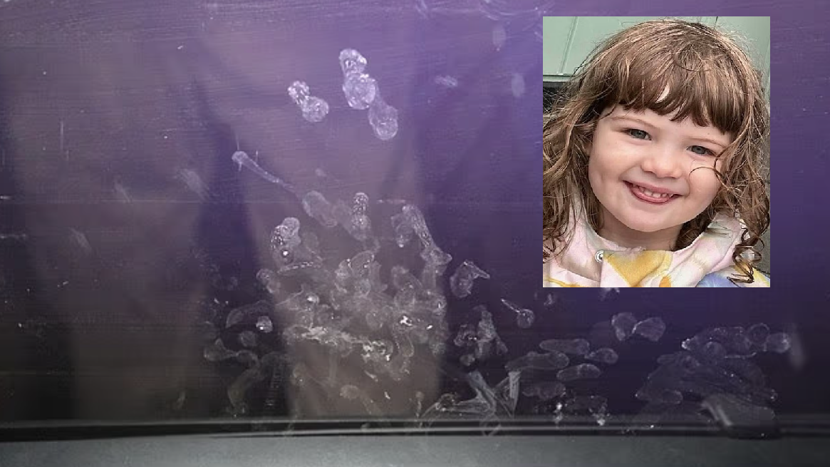 2歲女童被父遺留車內活活熱死 車窗留掙扎手印成最後身影
