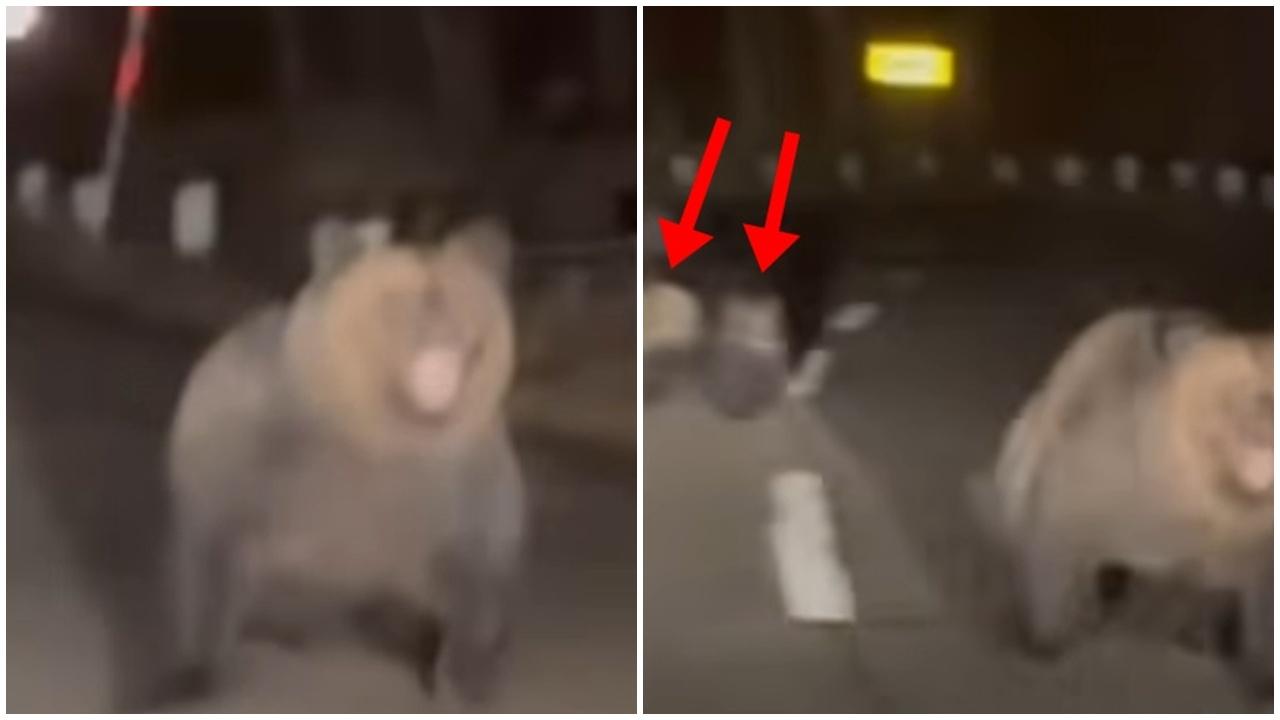 北海道母熊暴衝護B，駕駛者嚇壞急倒車。(X)