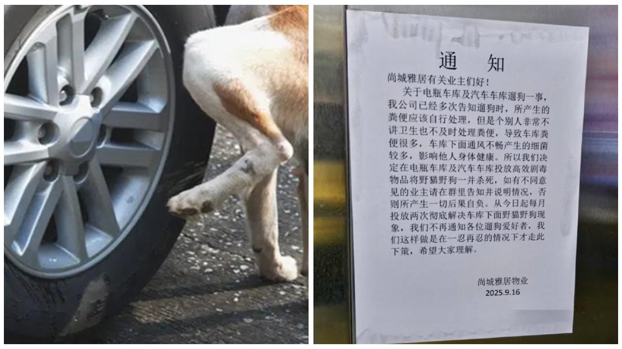 江蘇小區物管通知將投毒治理放狗不清糞便，負責人：效果不錯。