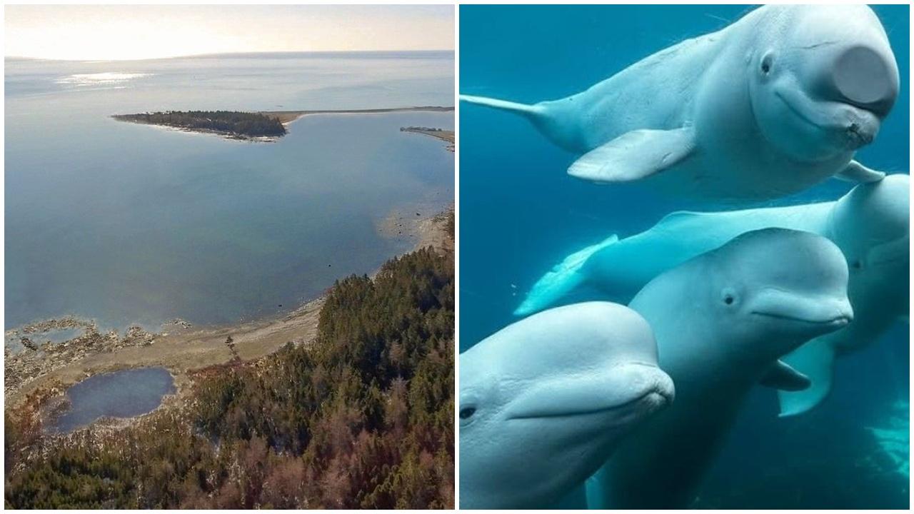 水族館威脅或將白鯨安樂死露曙光，加國首個鯨豚庇護所火速獲批。
