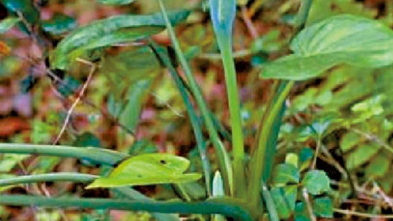 花圃摘野生芋頭進食 女子疑草酸鈣針晶體中毒