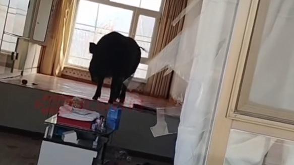 野豬闖吉林超市撞爆玻璃兼傷七旬婦　店內一片狼藉