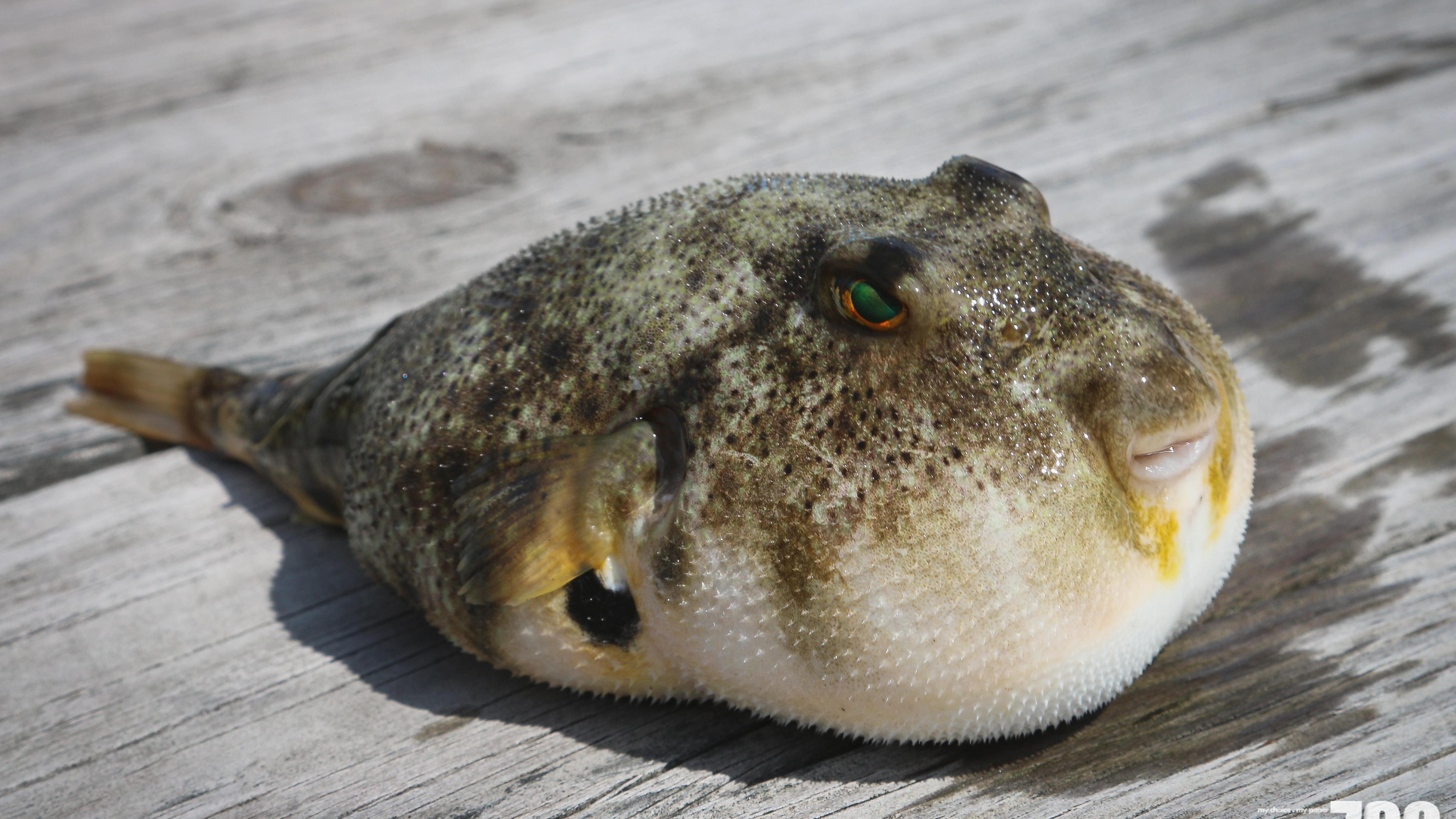 3名女子進食河豚後中毒。