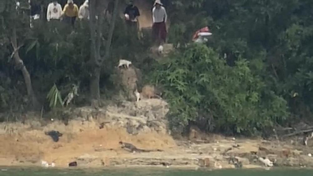 廣東多人在水庫放生大量貓 目擊者：有貓溺斃