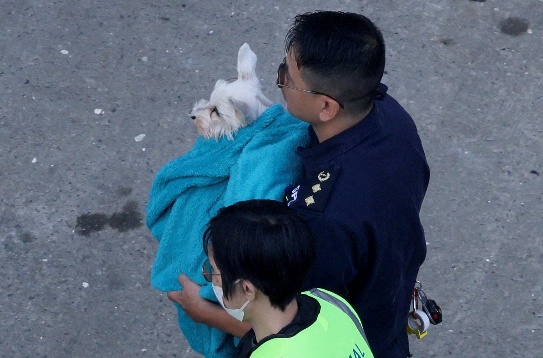 大埔宏福苑五級火，宏志閣14樓有一隻白色約瑟犬平安獲救，成功被救出與主人團聚(路透社)