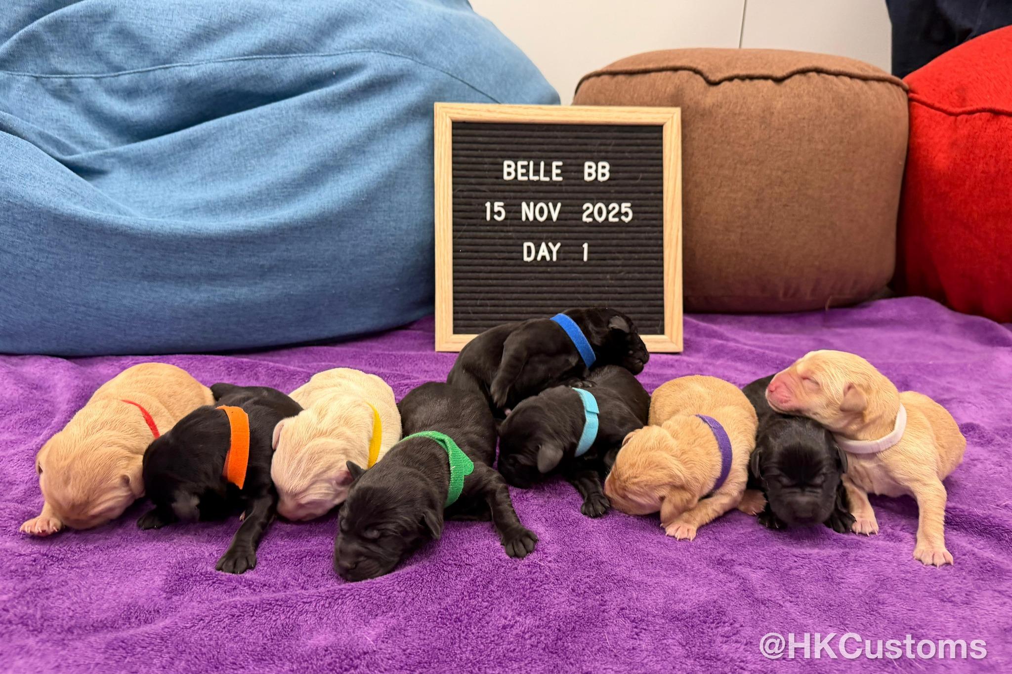 海關再添新力軍，「黑白配」父母誕9隻拉布拉多幼犬。(香港海關Facebook)