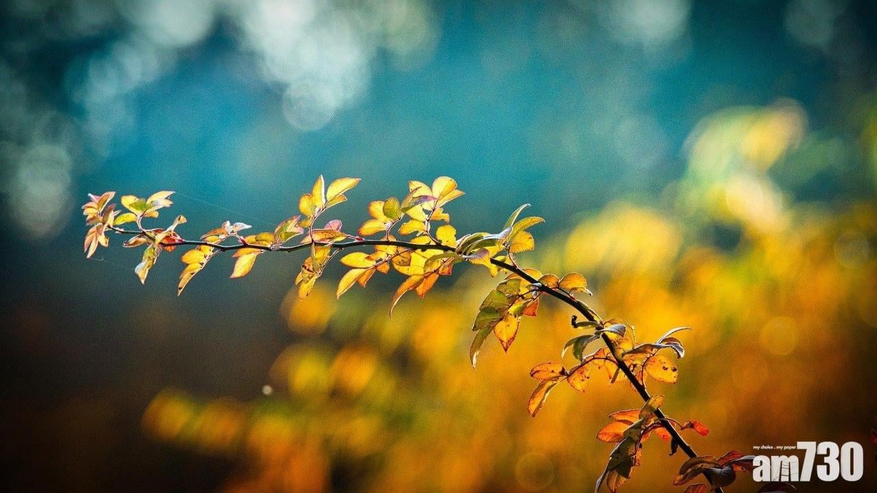 秋燥食物｜藥膳薯餅/沙參桂花水果茶潤肺健脾