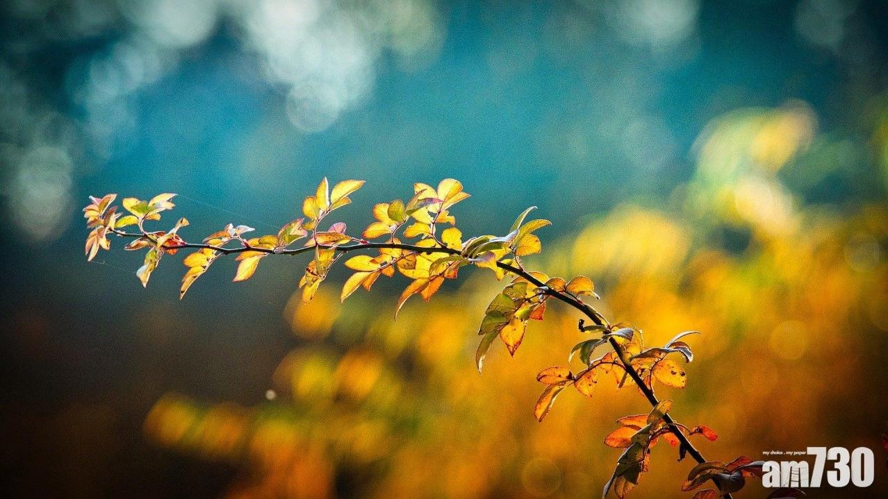 秋燥食物｜藥膳薯餅/沙參桂花水果茶潤肺健脾