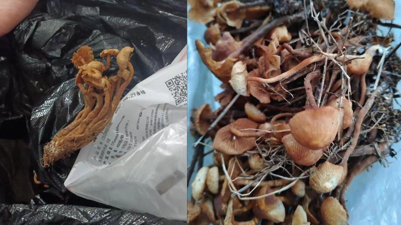 誤把含劇毒野生菌當「金針菇」食用　貴州村民集體中毒3死2傷