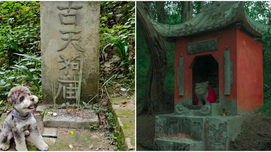 四川譚貓殿和古天狗廟 不拜神佛竟供奉貓狗？