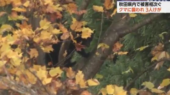 NHK報道，秋田縣野外發現熊蹤。(互聯網)