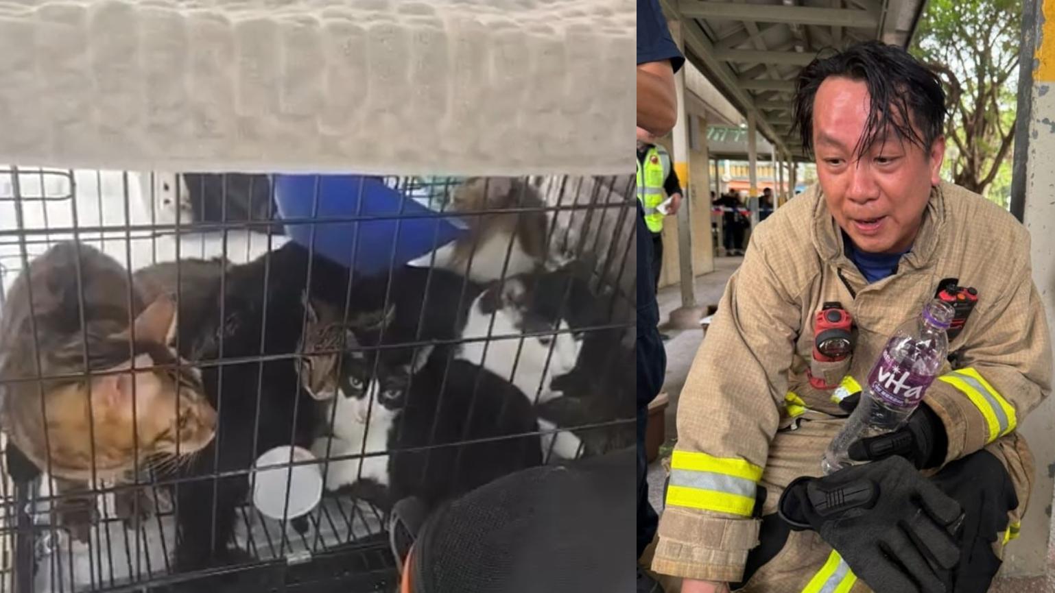 消防員於火場單位內救出10隻貓狗。（Threads「cp._emma」圖片）