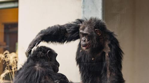 美國印第安納波利斯動物園有黑猩猩逃脫（圖／翻攝自X＠IndianapolisZoo）