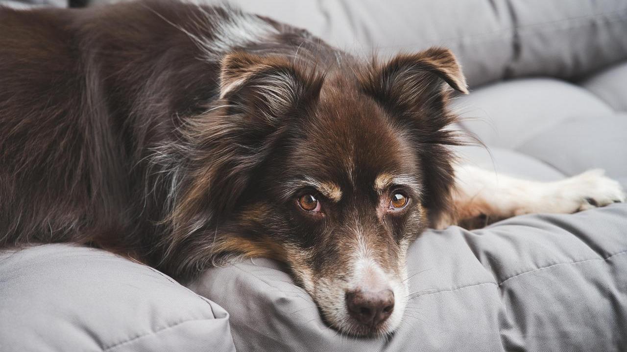 美國一名男子被寵物狗「開槍」射傷。（示意圖，非當事狗／PIXABAY）