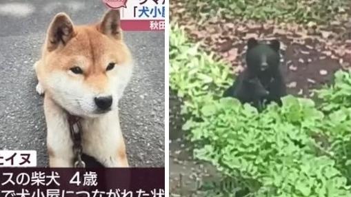 左圖：秋田市一隻4歲柴犬被熊襲擊拖走，下落不明。右圖：日本近期熊害嚴重，有居民在住宅區拍到一隻母熊與幼熊。(互聯網)