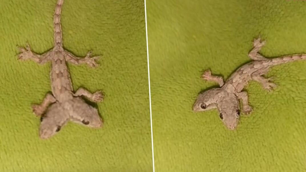 雙頭壁虎十分罕見。(互聯網)