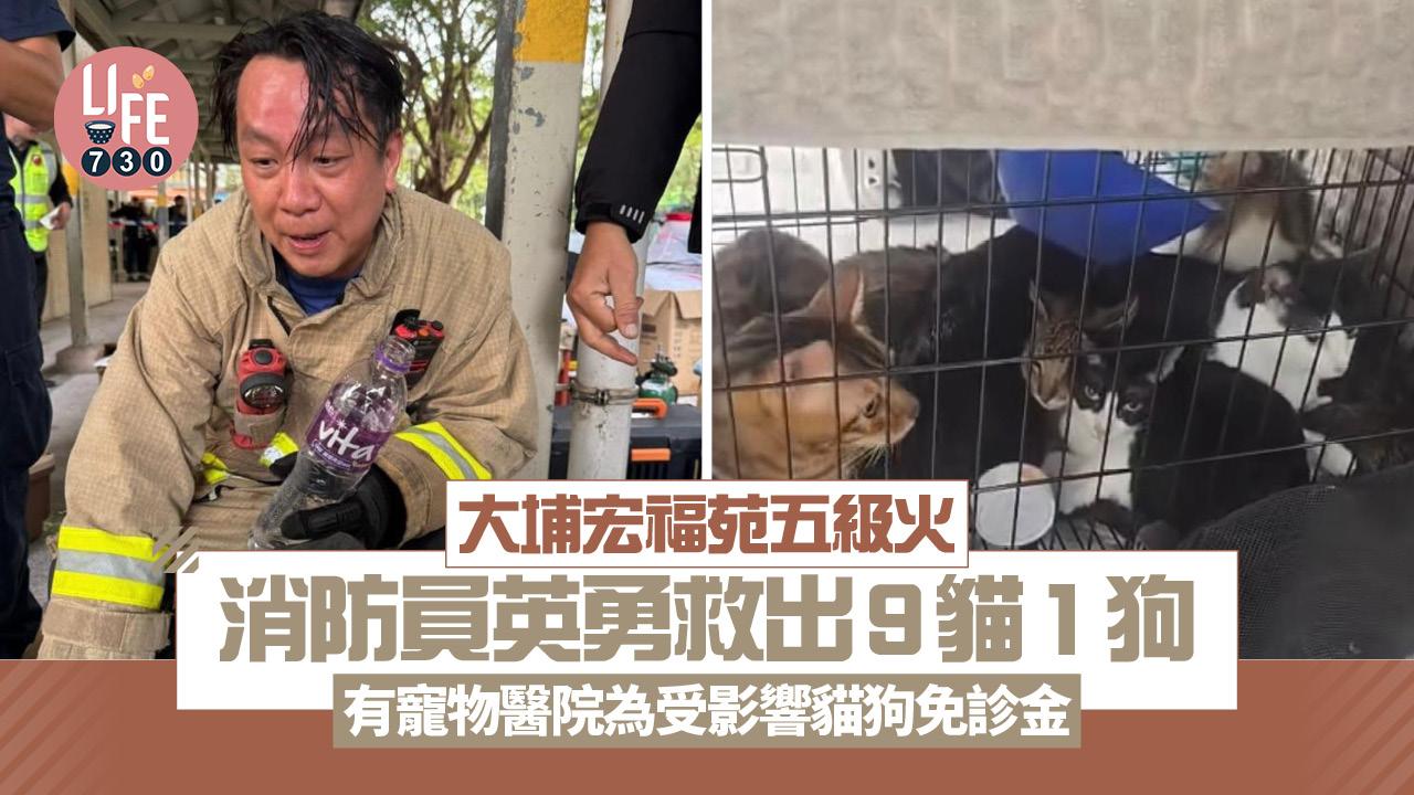 大埔宏福苑五級火｜消防員英勇救出9貓1狗 有寵物醫院為受影響貓狗免診金