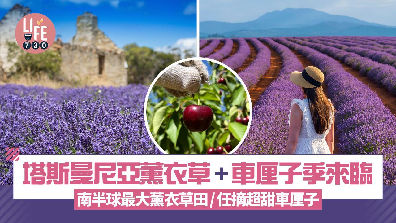 澳洲旅遊｜塔斯曼尼亞薰衣草盛放+車厘子季來臨 南半球最大薰衣草田/任摘超甜車厘子