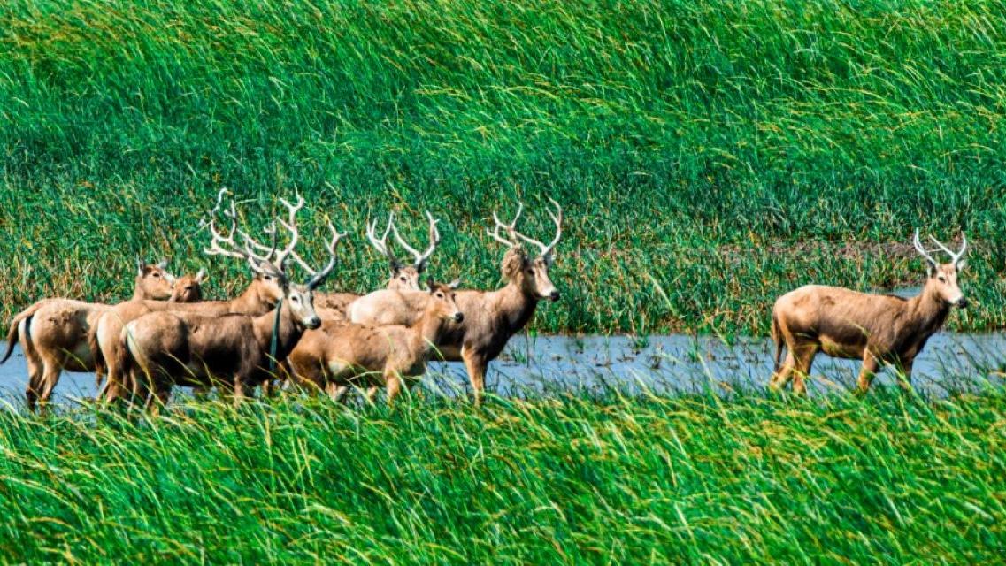 麋鹿｜上古神獸失而復得 「四不像」的傳奇重生
