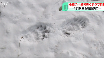 日本熊害頻仍，連北海道熱鬧的小樽當地小學附近都出現熊隻經過所留下的腳印。（圖／資料照／NTV）