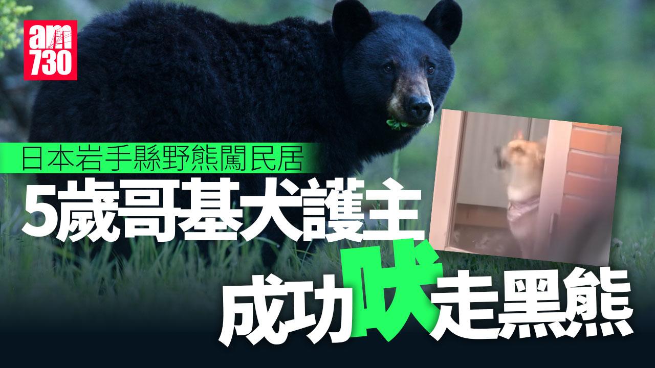 日本揭中國製熊噴霧功效差　岩手縣5歲哥基護主吠走野熊