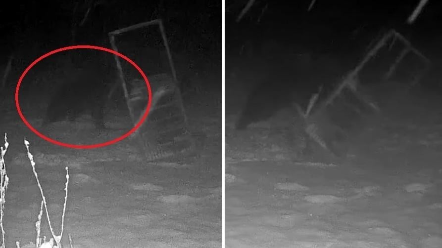 棕熊走近捕熊鐵籠(左)，用前掌推兩三下，將鐵籠推倒(右)。(互聯網)