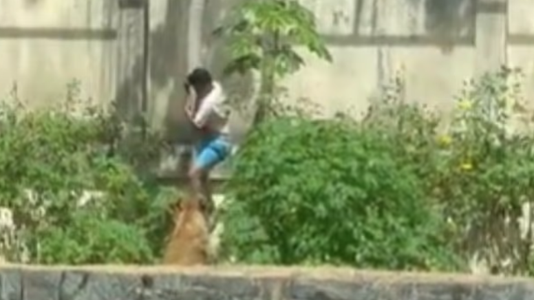 19歲男闖爬入獅子欄 遭母獅撲咬當場死亡 片段曝光