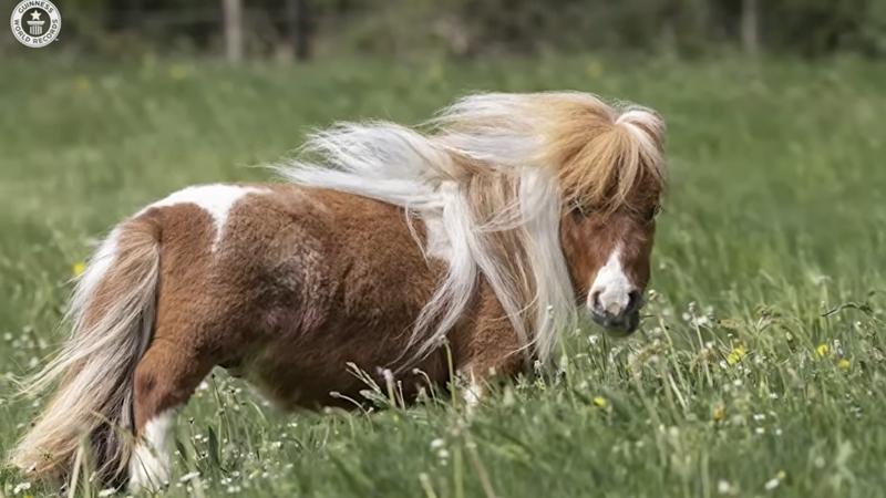 迷你馬破全球最矮雄馬紀錄，樣子萌還有療癒技能。