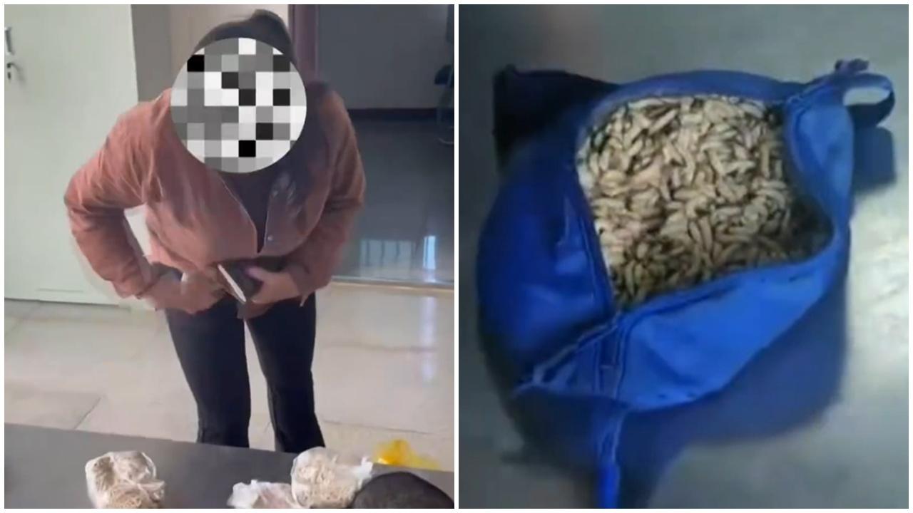 西雙版納女遊客內褲塞1公斤活蟲，為當地美味食材。(微博)