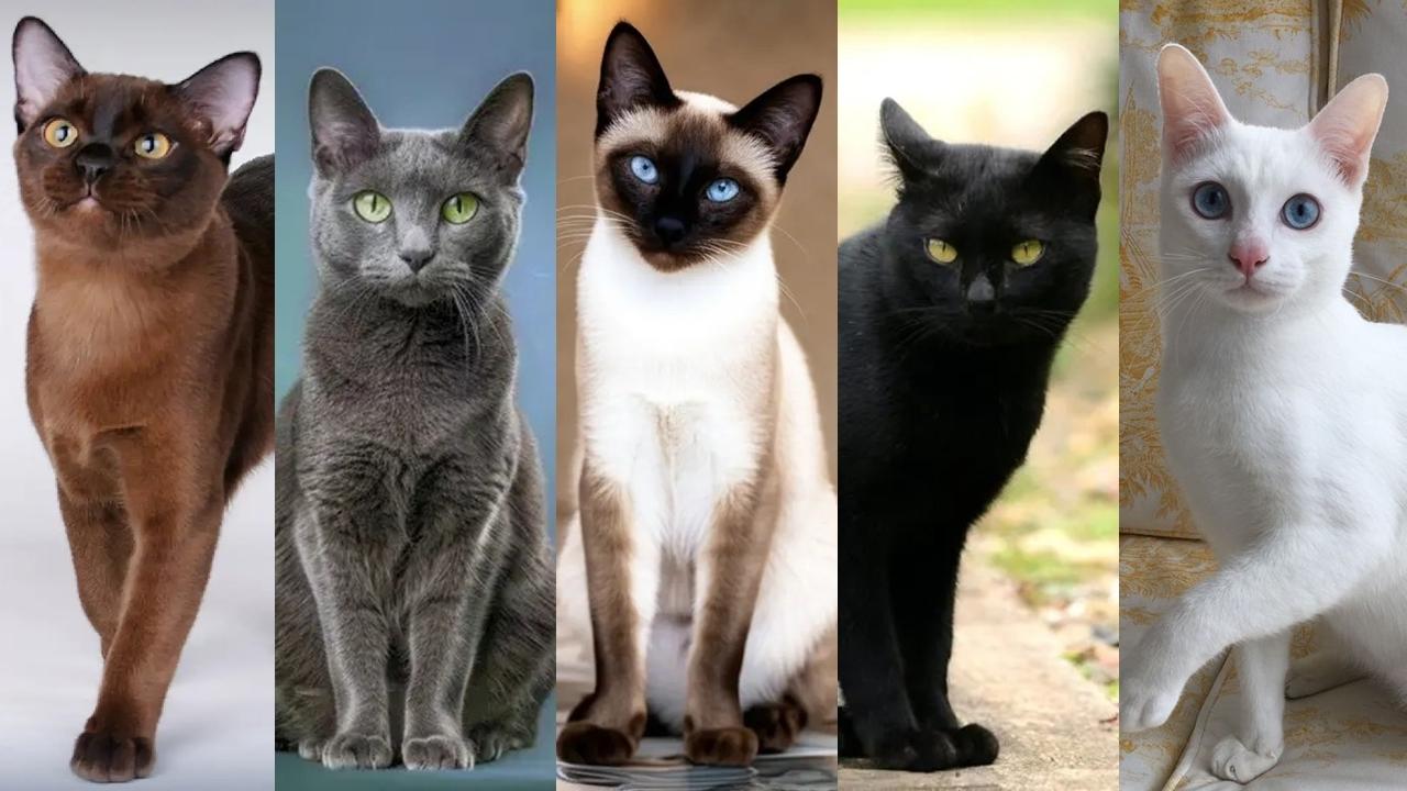 泰國將5種原生貓列為「國寶」，加強保護及推廣。