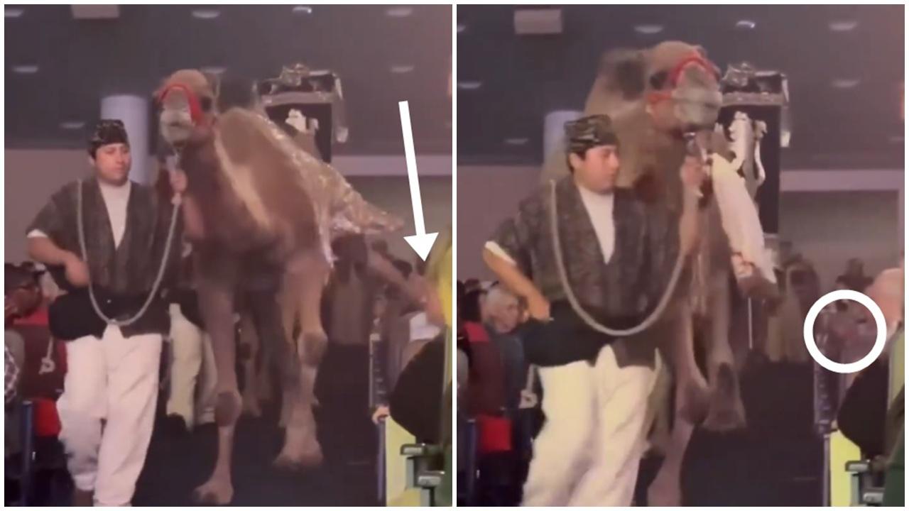 聖誕節表演駱駝突起飛腳，女觀眾被一腳踢中當場昏迷。(X)