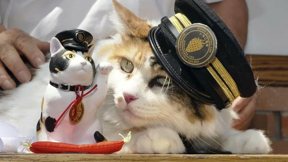 和歌山二代貓站長離世，500粉絲參加葬禮告別。(X)