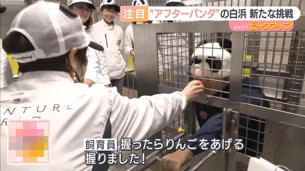 日本快將零熊貓，和歌山公園變陣推大熊貓飼養員體驗活動。(YouTube)