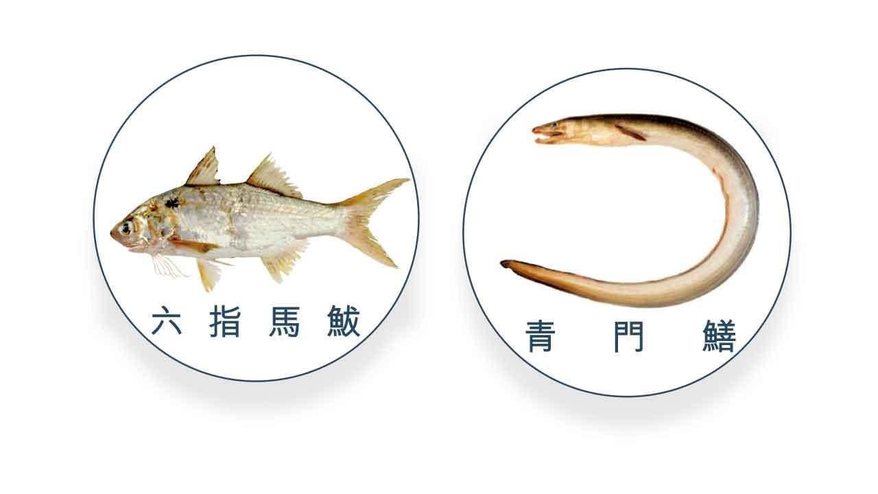 城大檢測本地水域魚類 六指馬鮁青門鱔等含毒濃度偏高