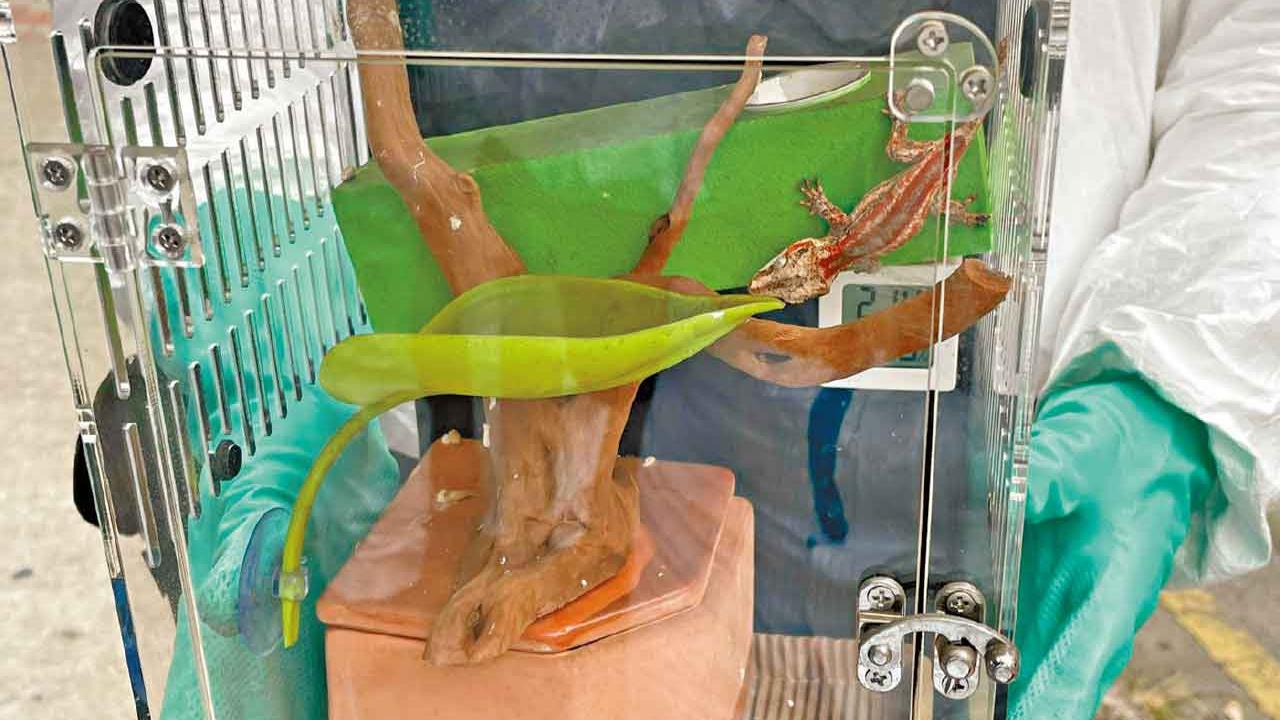 宏福苑單位再救出近百生命 尋回2貓4龜1蜥蜴80尾魚