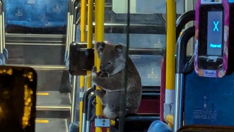 樹熊搭巴士緊抱扶手可愛樣瘋傳 原來迷路好心司機解救(有片)